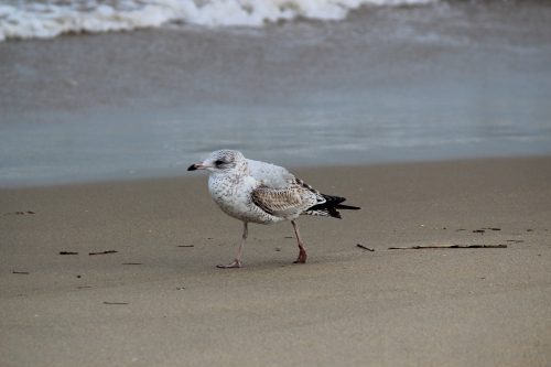 IMG 1536