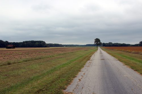 IMG 3974