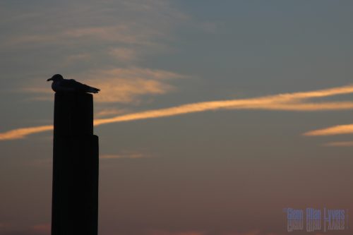 IMG 4016