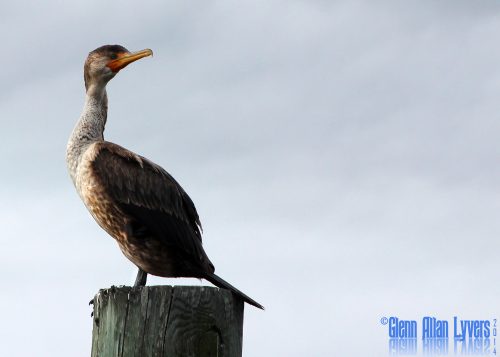cormorant2