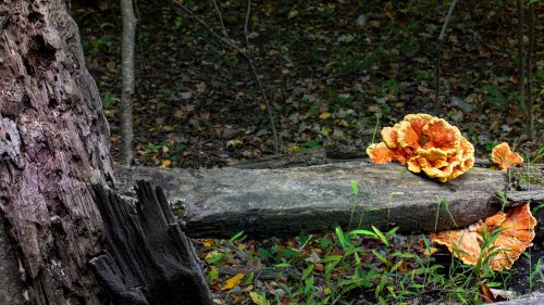 mushroom