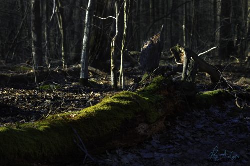 tree fallen mossy